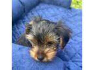 Yorkshire Terrier Puppy for sale in Buffalo, NY, USA