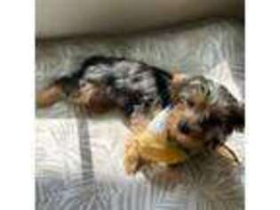 Yorkshire Terrier Puppy for sale in Richmond, VA, USA