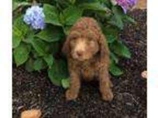 Labradoodle Puppy for sale in Delphos, OH, USA