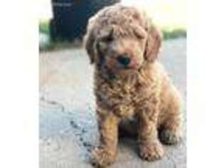 Goldendoodle Puppy for sale in Salem, UT, USA