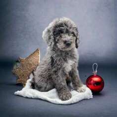 Labradoodle Puppy for sale in Rochester, MN, USA