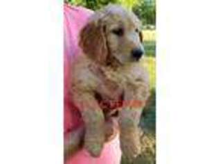 Goldendoodle Puppy for sale in Clarksville, TX, USA