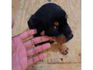 Rottweiler Puppy for sale in Orange, NJ, USA