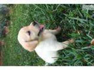 Labrador Retriever Puppy for sale in Fort Myers, FL, USA