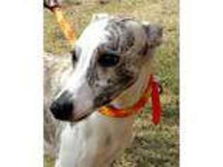 Whippet Puppy for sale in Birmingham, AL, USA