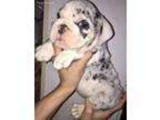 Bulldog Puppy for sale in Malibu, CA, USA