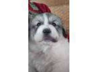 Great Pyrenees Puppy for sale in Mikado, MI, USA