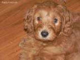 Labradoodle Puppy for sale in Kingston, IL, USA