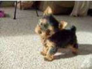 Yorkshire Terrier Puppy for sale in THOMAS, OK, USA