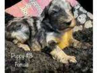Mutt Puppy for sale in Burley, ID, USA