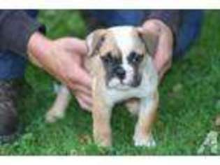 Olde English Bulldogge Puppy for sale in PARKMAN, OH, USA