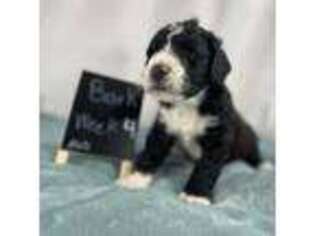 Mutt Puppy for sale in Russellville, AR, USA