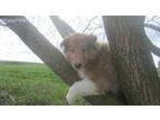 Collie Puppy for sale in Broadway, VA, USA