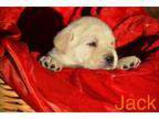 Labrador Retriever Puppy for sale in Eunice, LA, USA