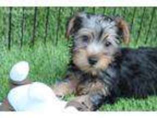 Silky Terrier Puppy for sale in Sun Valley, CA, USA