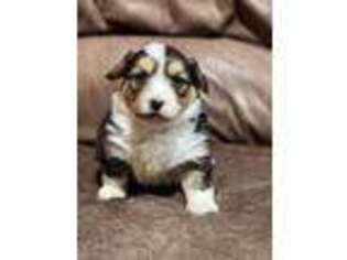Pembroke Welsh Corgi Puppy for sale in Stillwater, OK, USA