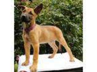 Belgian Malinois Puppy for sale in Odessa, DE, USA