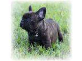 French Bulldog Puppy for sale in Edgar Springs, MO, USA
