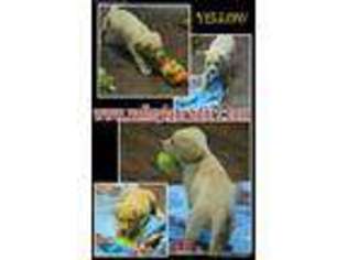 Labrador Retriever Puppy for sale in Stevenson, AL, USA
