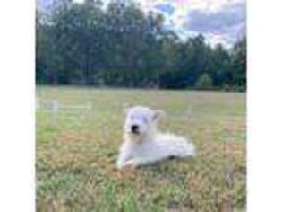 West Highland White Terrier Puppy for sale in Connersville, IN, USA