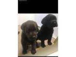 Labrador Retriever Puppy for sale in Fairfield, NJ, USA