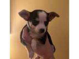 Chinese Crested Puppy for sale in Rockaway, NJ, USA
