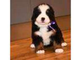 Bernese Mountain Dog Puppy for sale in Miami, FL, USA