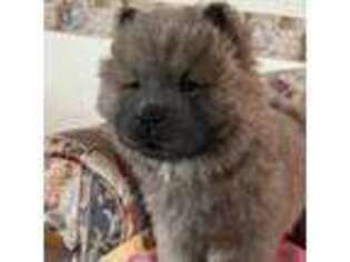 Chow Chow Puppy for sale in Salem, OH, USA