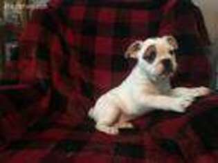 Olde English Bulldogge Puppy for sale in Bardstown, KY, USA