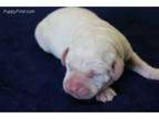 Labrador Retriever Puppy for sale in Rogersville, MO, USA