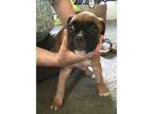 Boxer Puppy for sale in Columbia, NJ, USA