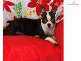 Boston Terrier Puppy for sale in Greenville, SC, USA