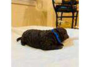 Mutt Puppy for sale in Marlborough, MA, USA