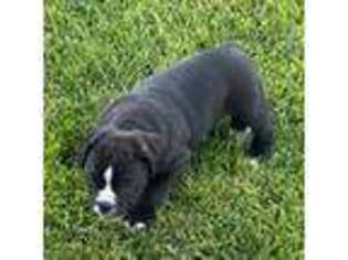 Olde English Bulldogge Puppy for sale in Lubbock, TX, USA