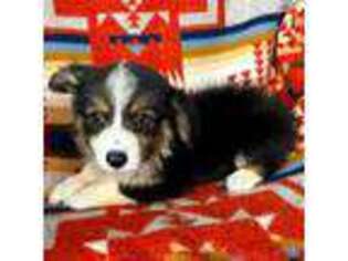 Pembroke Welsh Corgi Puppy for sale in Okeechobee, FL, USA