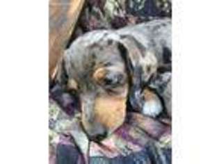 Dachshund Puppy for sale in Hagerhill, KY, USA