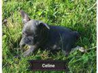 French Bulldog Puppy for sale in Sidney, IA, USA
