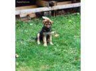 German Shepherd Dog Puppy for sale in Tiffin, OH, USA