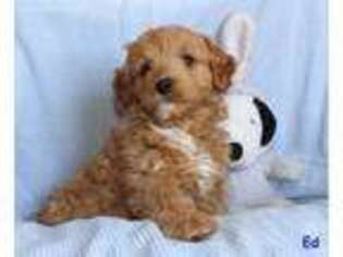 Goldendoodle Puppy for sale in Williamsport, IN, USA