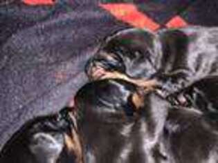Doberman Pinscher Puppy for sale in Lake Station, IN, USA