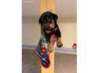 Rottweiler Puppy for sale in New Hampton, NY, USA