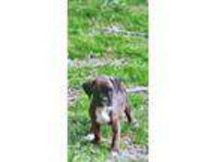 Boxer Puppy for sale in Locust Grove, GA, USA