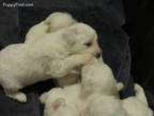 Bichon Frise Puppy for sale in Rockbridge Baths, VA, USA