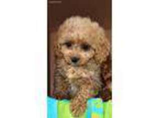 Cavapoo Puppy for sale in Northwood, NH, USA