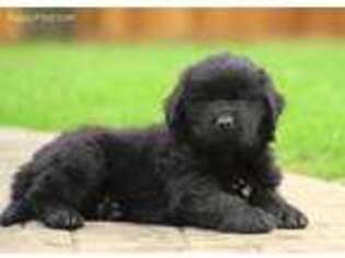 Newfoundland Puppy for sale in Kinzers, PA, USA