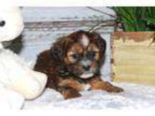 Shorkie Tzu Puppy for sale in Hawarden, IA, USA