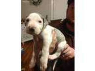Great Dane Puppy for sale in Jonesborough, TN, USA