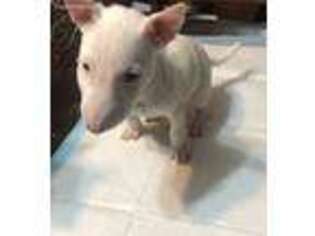 Bull Terrier Puppy for sale in Panorama City, CA, USA