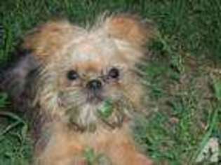 Brussels Griffon Puppy for sale in ELKLAND, MO, USA