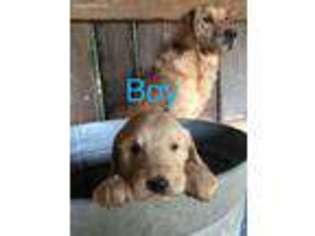 Goldendoodle Puppy for sale in Taylorsville, NC, USA